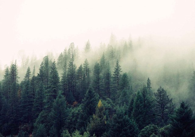 Fog is coming up